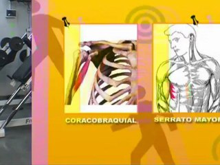 Musculación - Press Plano - Ejercicio para pecho - Prof Marcela Vaisverg_01