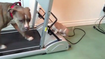 Pitbull Tries Out Tredmill