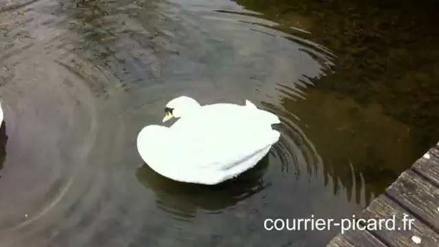 Les cygnes malades au parc Saint-Pierre à Amiens