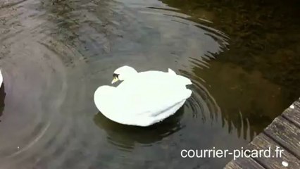 Les cygnes malades au parc Saint-Pierre à Amiens