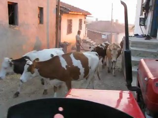 Kayı köyü Aliş karaharman yaparken