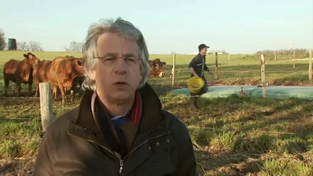 Paturage hivernal des bovins et ovins