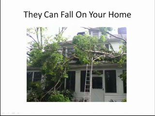 Alpharetta Tree Removal: Call 404-618-1424