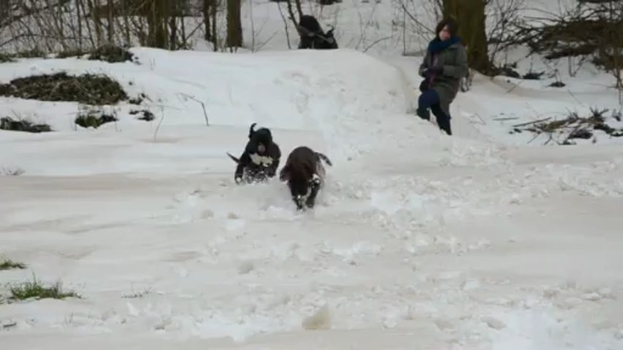 Les boxers dans la neige 2