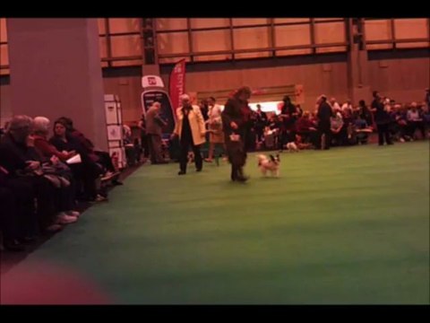 crufts 08 mars 2013