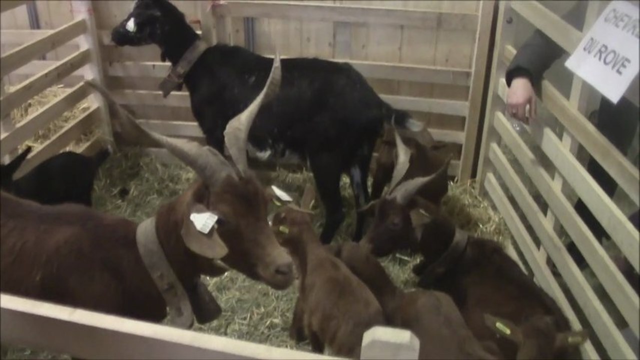 Les chèvres du Rove au salon de l'agriculture 2013