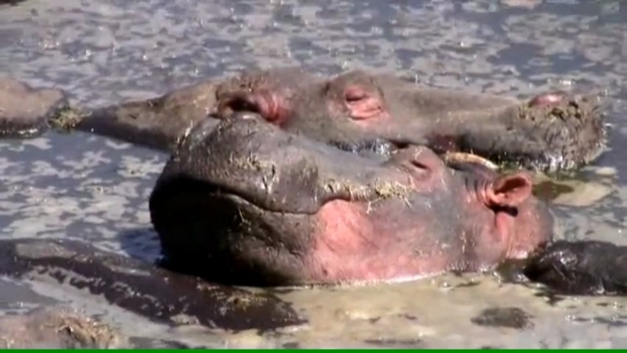 Tanzanie-Zanzibar, chez les grands fauves