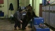 Circo russo ensina urso de 300 quilos a andar na corda bamba