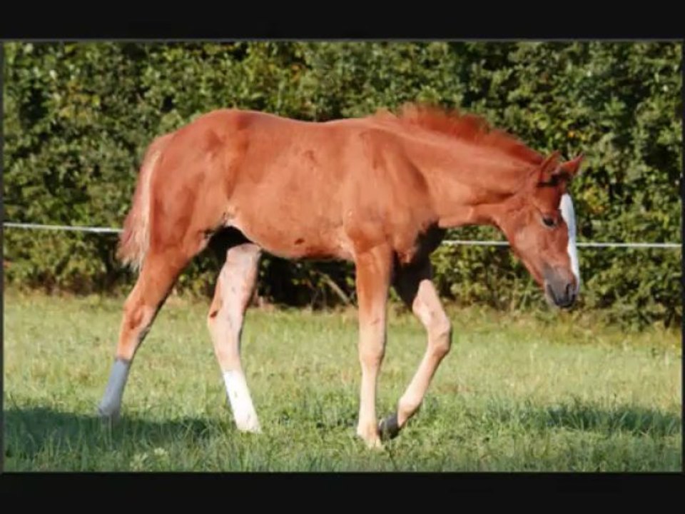 SMARTMYSTERYS LENAGUN NEW VIDEO...Big Gun To trash, Gunner x Trashadeous-Bonnies flipside, NRHA, NRCHA, NCHA champion