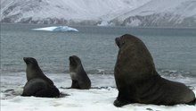 Soaked penguins & mating seals | Antarctica Ep3