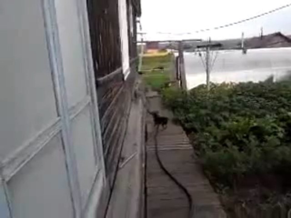 Comment faire rentrer un chat à la maison
