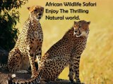 African Wildlife Safari  Enjoy The Thrilling Natural world