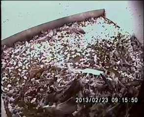 Apport d'un pigeon domestique par le mâle de Faucon pèlerin