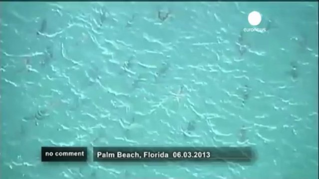 Thousands of sharks invade Florida's waters - no comment