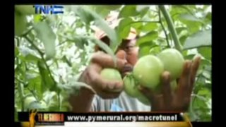 La agricultura protegida. Televisión Nacional de Honduras (TNH).15 de febrero del 2013.