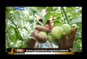 La agricultura protegida. Televisión Nacional de Honduras (TNH).15 de febrero del 2013.