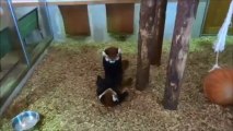 Pandas vermelhos se empolgam em brincadeira de lutinha