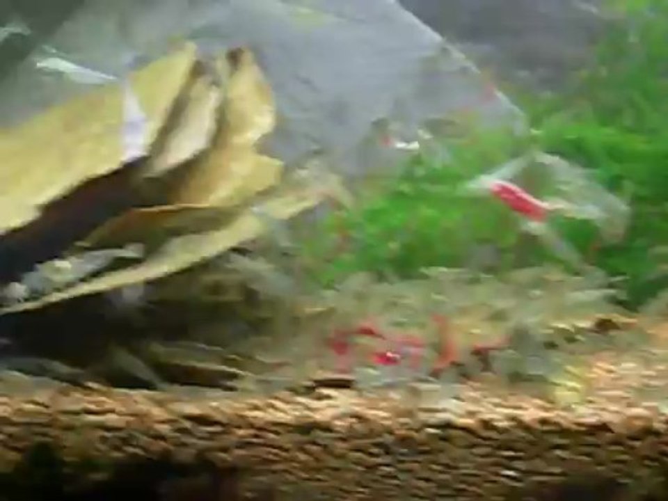 NEOCARIDINA HETEROPODA HETEROPODA