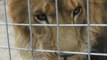 California Coroner Says Lion Broke Intern's Neck