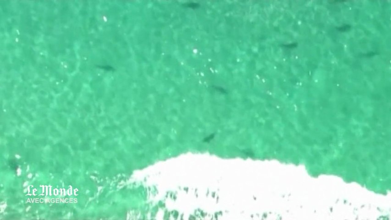 Des milliers de requins au large d'une plage californienne