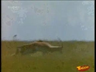 What is What - Cats (TV)