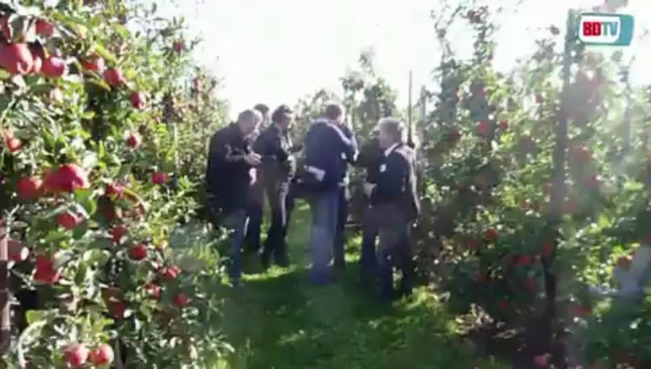 Bodur elma bahçeleri-4