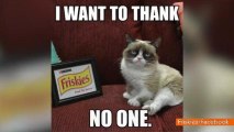 Grumpy Cat Stars in Friskies Commercial