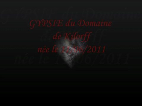 GYPSIE du Domaine de Kilorff : Aout 2011 a Mars 2013