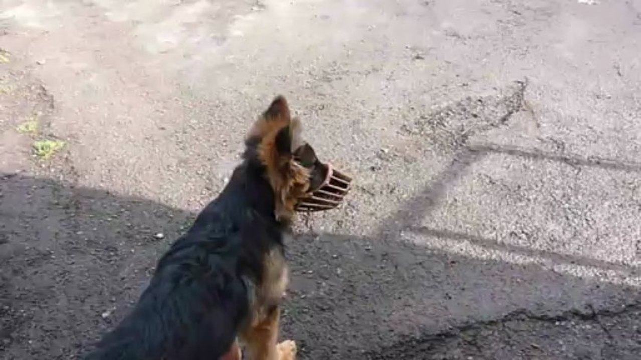 HEVER, Berger Allemand de 5 mois joue au foot avec les garçons !