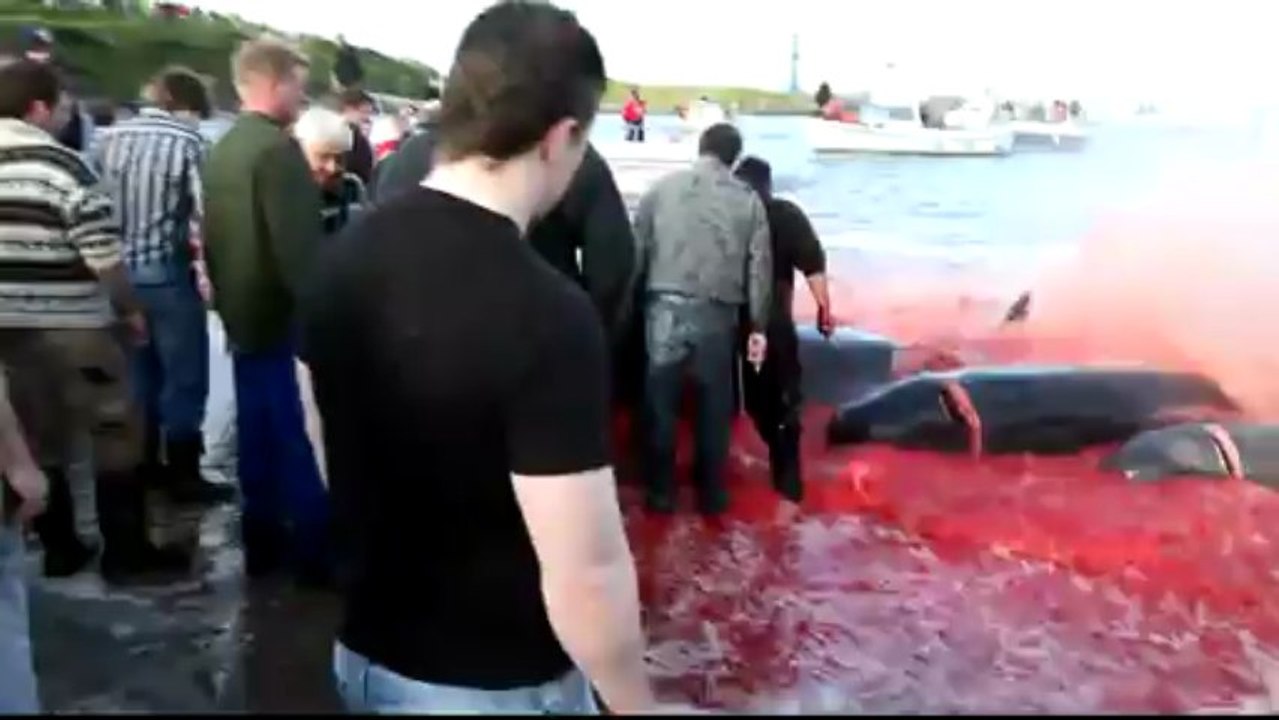 Killing pilots whales