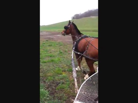 RUBI Franches-Montagnes Bois Naison à l'attelage