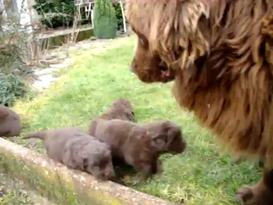 chiots terre neuve de l'élevage de VALOYAN