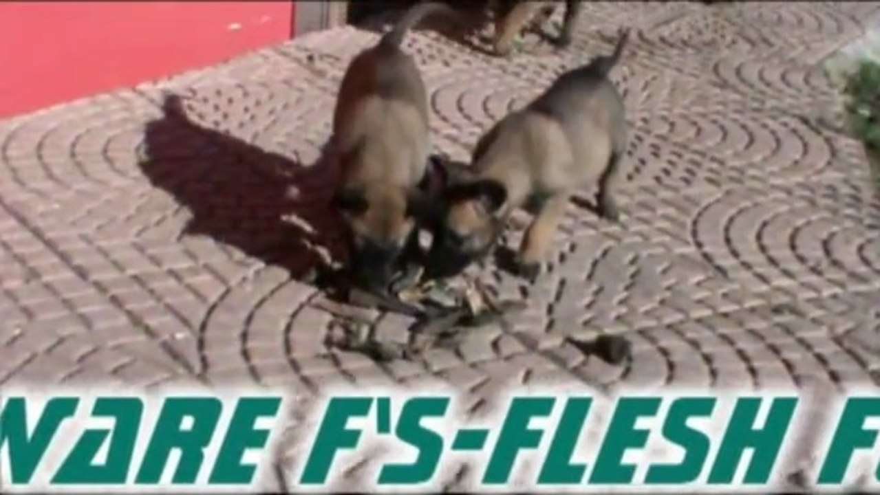 Be Aware F's - Flesh for all!