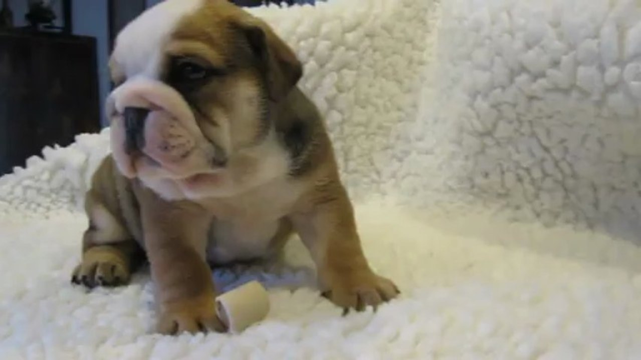 ILANE des Charmes d'Halliwelle  1 mois