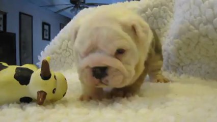 ISABELLA des Charmes d'Halliwelle  1 mois