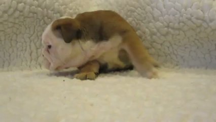 INXS des Charmes d'Halliwelle 1 mois