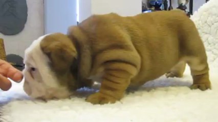 IANIS des Charmes d'Halliwelle 1 mois