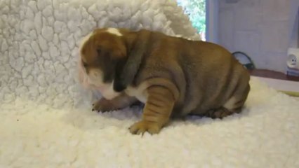 IMAN des Charmes d'Halliwelle 1 mois