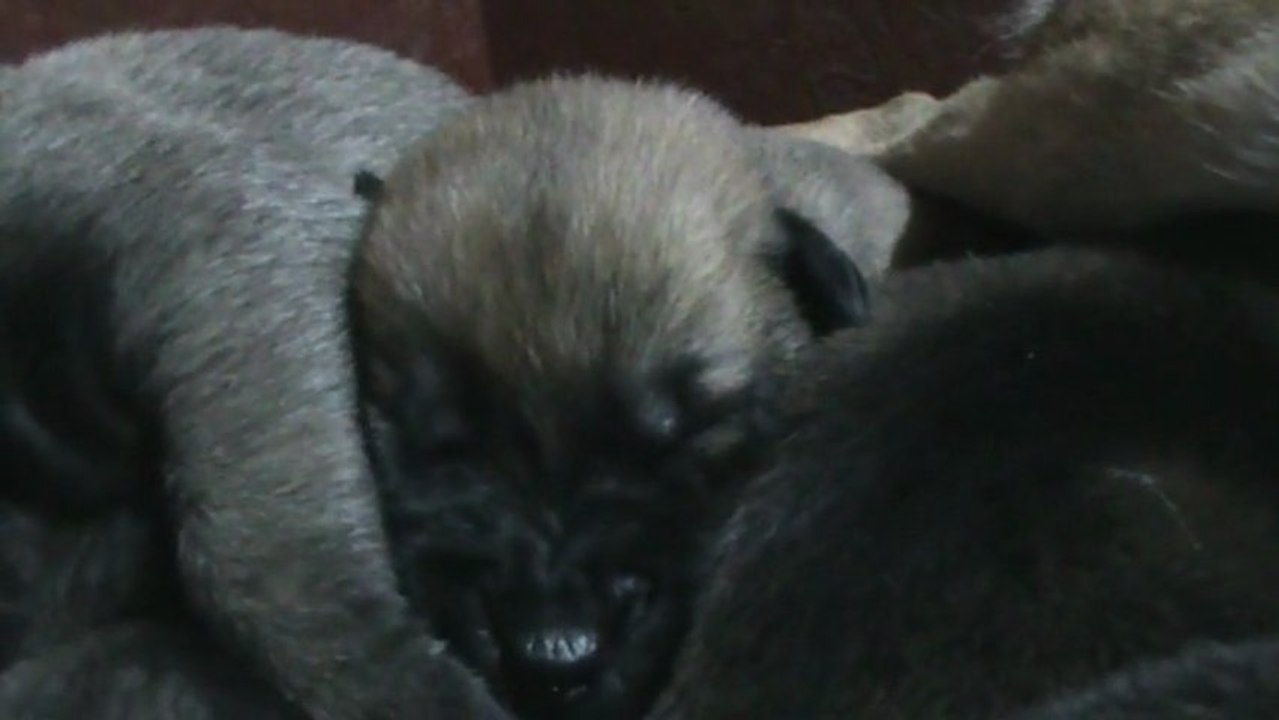 Be Aware F's - Sweet Dreams!