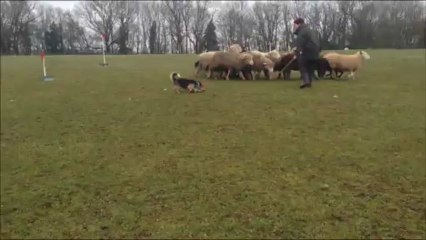 welsh corgi pembroke avec les moutons