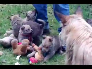 les chiots en plein air