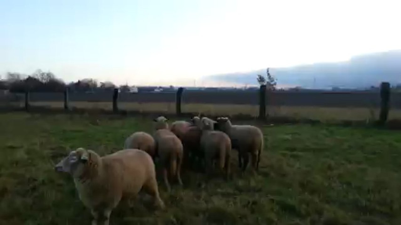moutons doguées???