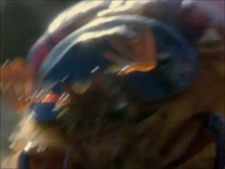 Asi repliegan sus alas los escarabajos