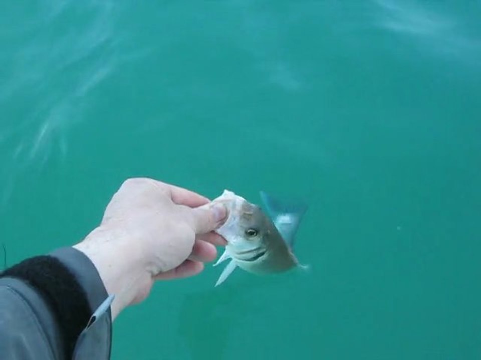 peche au bar