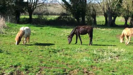 Chicago du Marais 9 mois