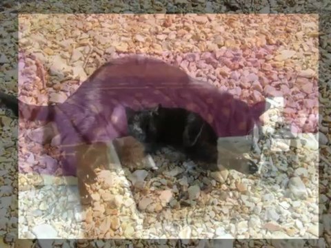 Hommage à mon bébé d'amour parti trop tôt... Tu me manques....