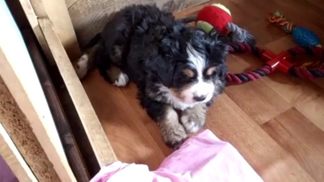 bébé bleu à 5 semaines