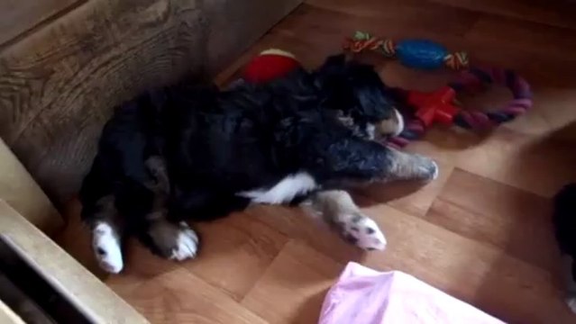 bébé rouge et bébé bleu à 5 semaines