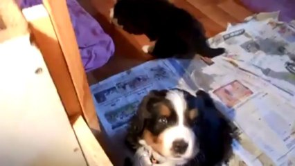 (à 5 semaines) où l'on voit tous les bébés