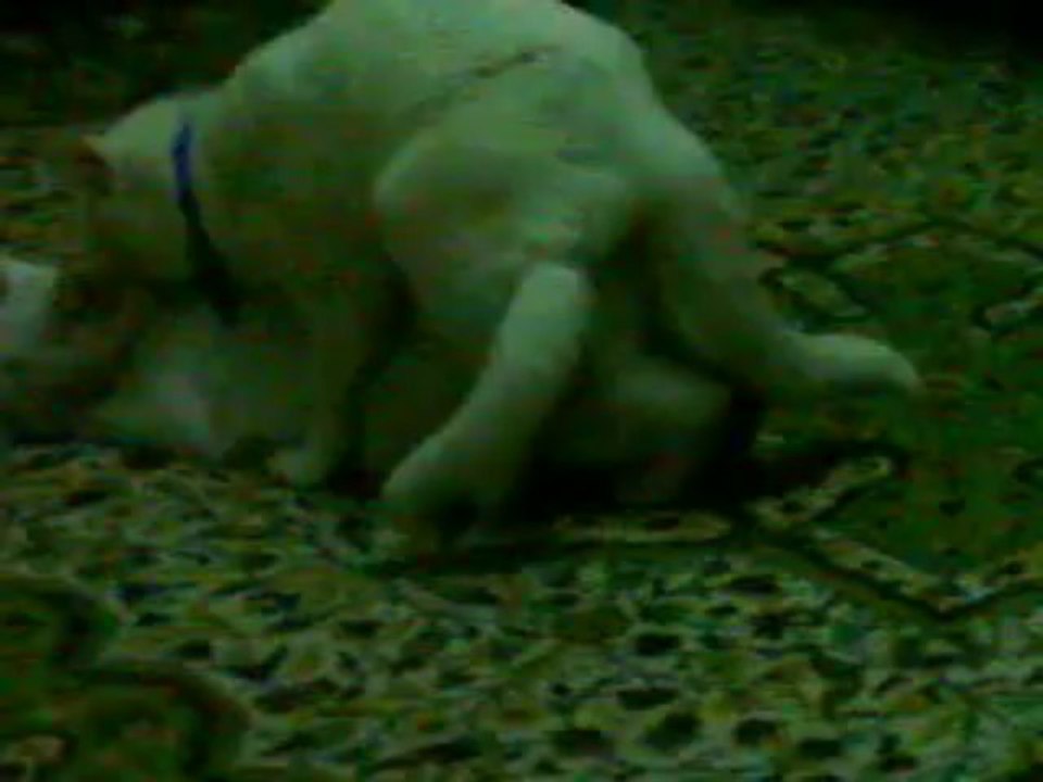 Ve Hürrem Çiftleşti